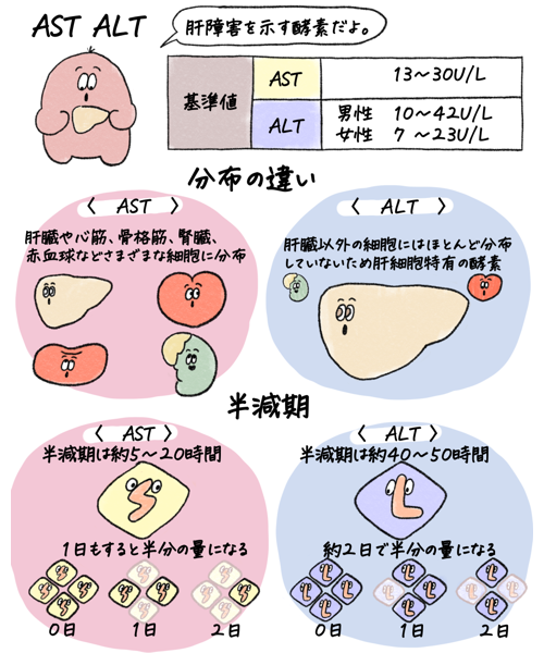 ASTとALTは肝機能評価だけ？検査値を読むポイントの画像1