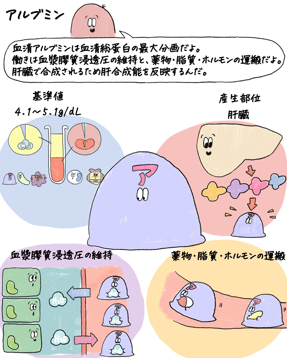 低アルブミン血症の患者にワルファリン…減量は必要?の画像1