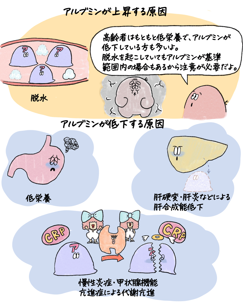 低アルブミン血症の患者にワルファリン…減量は必要?の画像2