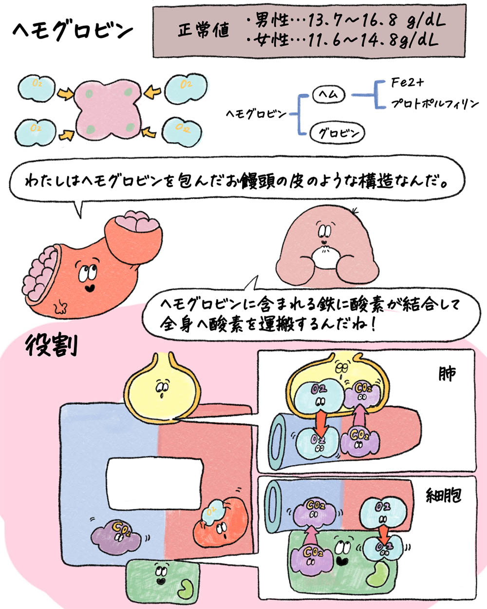 糖尿病患者にメチルコバラミン？―メトホルミン長期投与の落とし穴の画像1