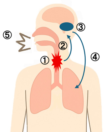 鎮咳薬をまるっと理解！麻薬性・非麻薬性の種類の違いや特徴を解説の画像