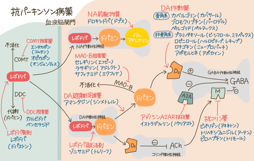 「レボドパ(L-dopa)製剤」など抗パーキンソン病薬の作用機序