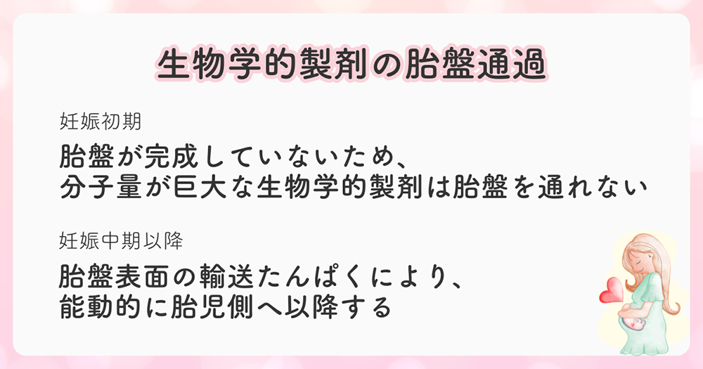 生物学的製剤の妊娠初期と妊娠中期以降の「胎盤通過」メカニズム