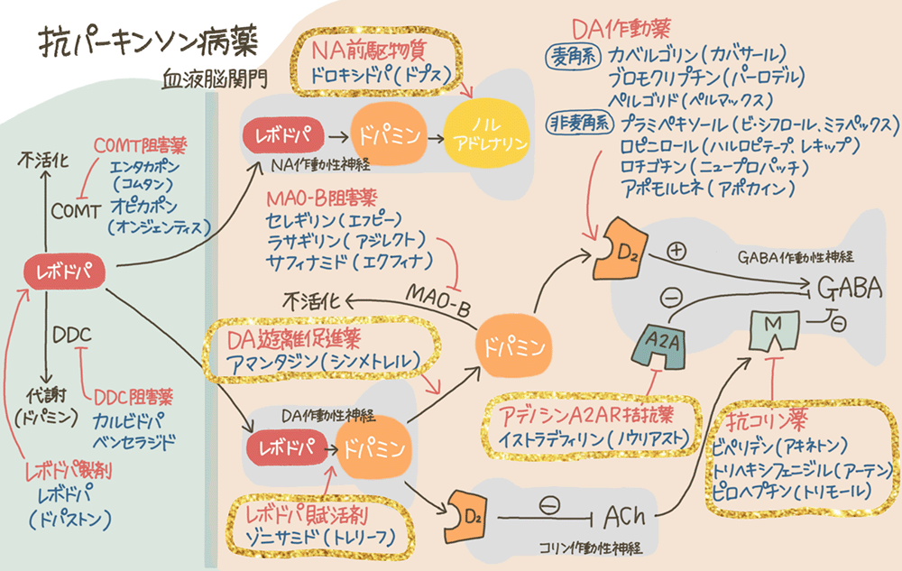 ALT：抗パーキンソン病薬の全体像の画像