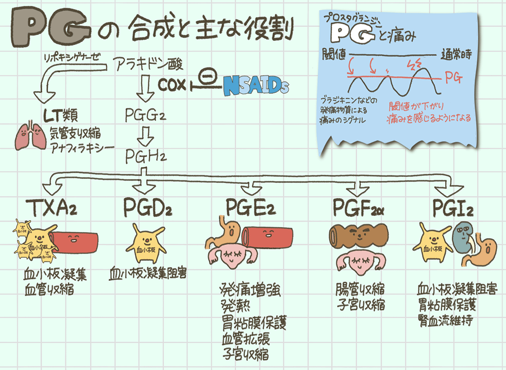 プロスタグランジン（PG）の合成と主な役割