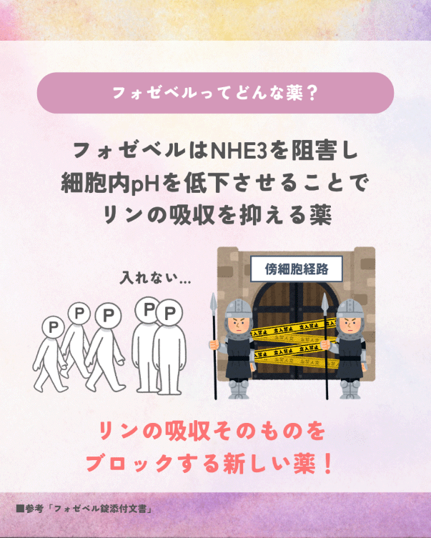 「フォゼベル（テナパノル）」はNHE3(ナトリウム／プロトン交換輸送体3)を阻害してリンの吸収を抑える薬