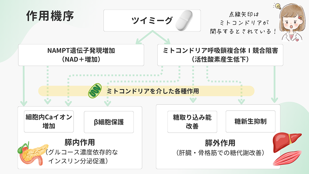 ツイミーグは肝臓・骨格筋での糖代謝改善などの作用機序がある