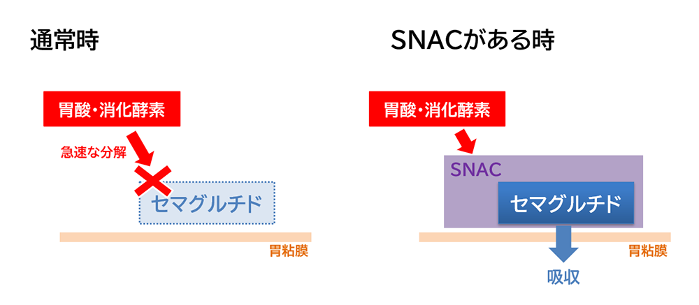 リベルサス錠の分割・粉砕は可能？製剤工夫とSNACの深い関係の画像