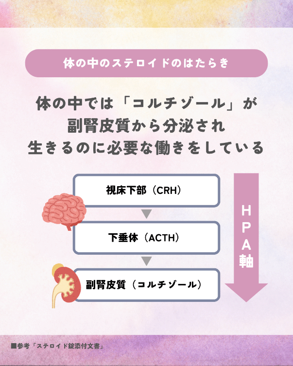 体の中でのステロイドの働きの図解