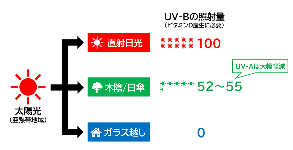 ビタミンDの産生に関わるUV-Bの照射量を、「直射日光」と「木陰/日傘の下」、「ガラス越しの室内」で比較した研究の解説図／児島悠史作成
